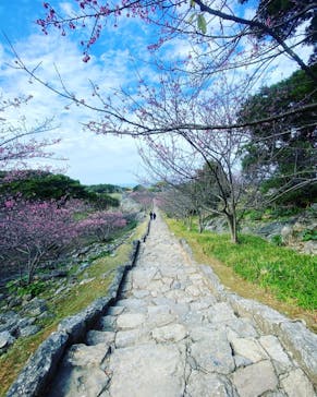 今帰仁城跡に投稿された画像（2022/1/21）