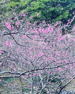 今帰仁城跡に投稿された画像（2022/1/21）