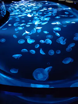 すみだ水族館に投稿された画像（2022/1/21）