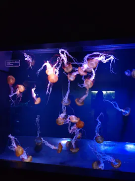 すみだ水族館に投稿された画像（2022/1/21）