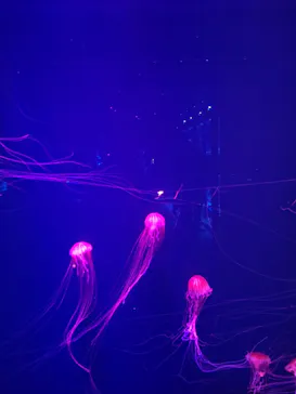 すみだ水族館に投稿された画像（2022/1/21）