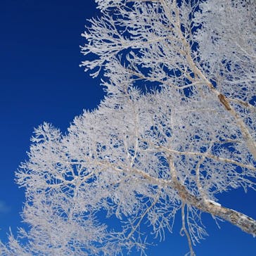 横手山・渋峠スキー場に投稿された画像（2022/1/21）