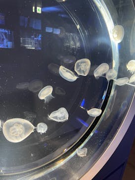 名古屋港水族館に投稿された画像（2022/1/22）