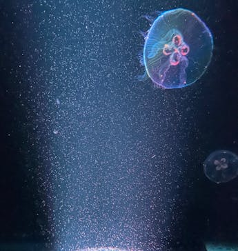 京都水族館に投稿された画像（2022/1/22）