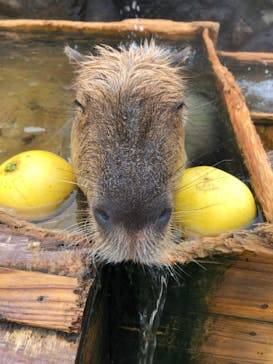 那須どうぶつ王国に投稿された画像（2022/1/22）