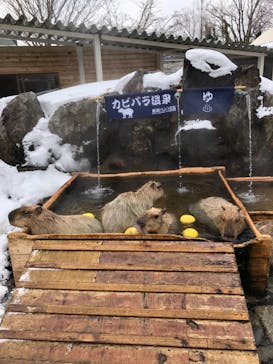 那須どうぶつ王国に投稿された画像（2022/1/22）