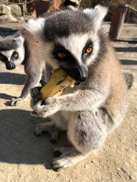 しろとり動物園に投稿された画像（2022/1/22）