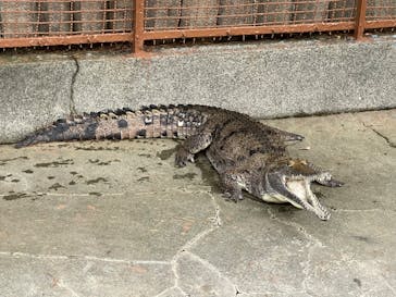 熱川バナナワニ園に投稿された画像（2022/1/22）