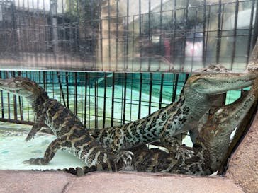 熱川バナナワニ園に投稿された画像（2022/1/22）