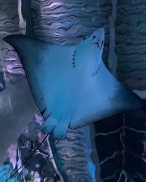 マクセル アクアパーク品川に投稿された画像（2022/1/22）