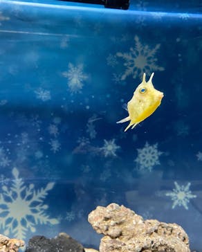 マクセル アクアパーク品川に投稿された画像（2022/1/22）