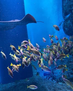 マクセル アクアパーク品川に投稿された画像（2022/1/22）