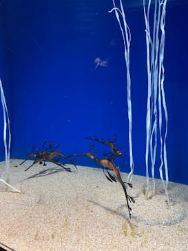 サンシャイン水族館に投稿された画像（2022/1/22）