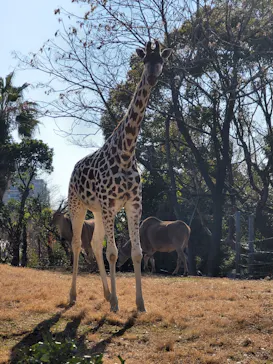 天王寺動物園に投稿された画像（2022/1/22）