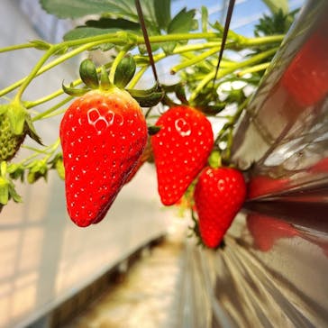 いのさんの観光農園に投稿された画像（2022/1/22）