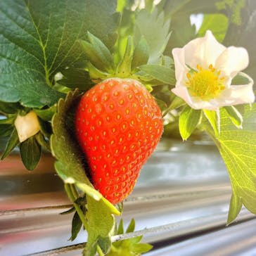 いのさんの観光農園に投稿された画像（2022/1/22）