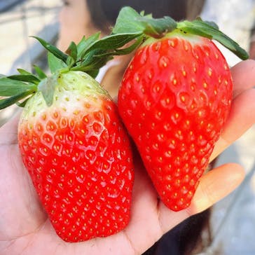 いのさんの観光農園に投稿された画像（2022/1/22）