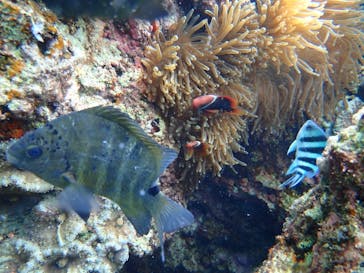 ダイビングショップ Sea Free（シーフリー）に投稿された画像（2022/1/22）