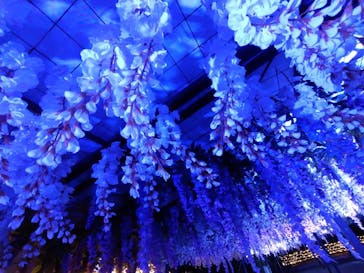 東京メガイルミに投稿された画像（2022/1/22）