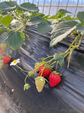 成田ゆめ牧場に投稿された画像（2022/1/23）