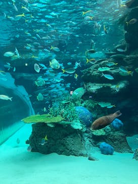 名古屋港水族館に投稿された画像（2022/1/23）