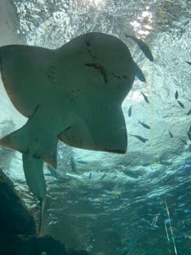 名古屋港水族館に投稿された画像（2022/1/23）