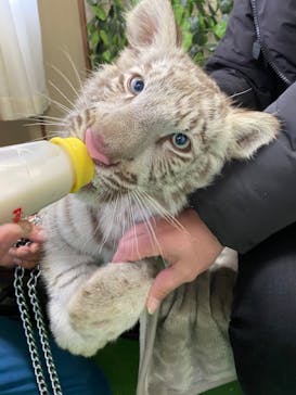 しろとり動物園に投稿された画像（2022/1/23）