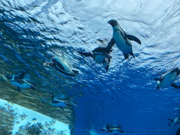 サンシャイン水族館に投稿された画像（2022/1/23）