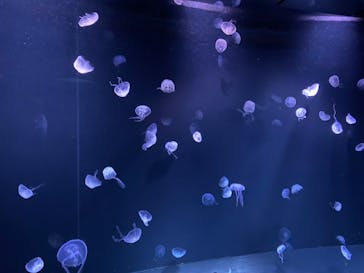 サンシャイン水族館に投稿された画像（2022/1/23）