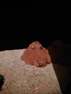 サンシャイン水族館に投稿された画像（2022/1/23）