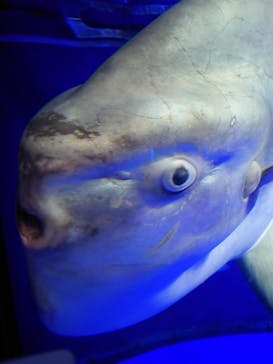 サンシャイン水族館に投稿された画像（2022/1/23）