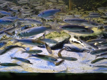 名古屋港水族館に投稿された画像（2022/1/23）