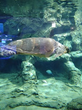 名古屋港水族館に投稿された画像（2022/1/23）