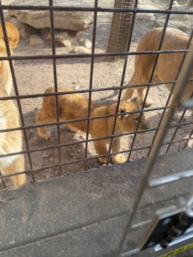 群馬サファリパークに投稿された画像（2022/1/23）