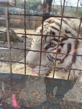 群馬サファリパークに投稿された画像（2022/1/23）