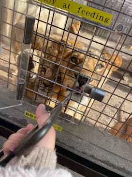 群馬サファリパークに投稿された画像（2022/1/23）