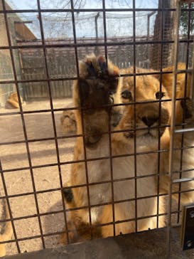 群馬サファリパークに投稿された画像（2022/1/23）