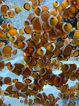 鴨川シーワールドに投稿された画像（2022/1/23）