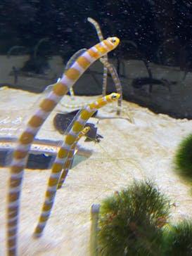 京都水族館に投稿された画像（2022/1/23）