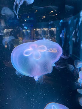 京都水族館に投稿された画像（2022/1/23）