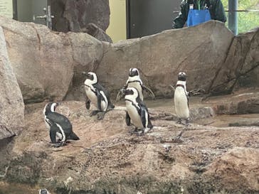 京都水族館に投稿された画像（2022/1/23）