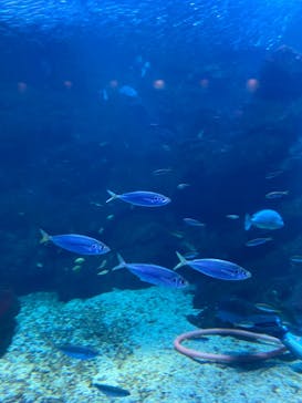 京都水族館に投稿された画像（2022/1/23）