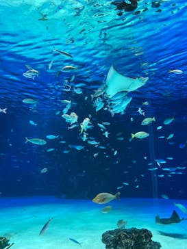 サンシャイン水族館に投稿された画像（2022/1/23）