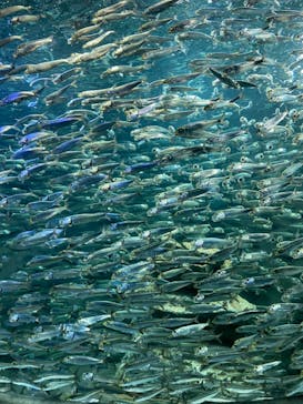 サンシャイン水族館に投稿された画像（2022/1/23）