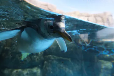 すみだ水族館に投稿された画像（2022/1/23）