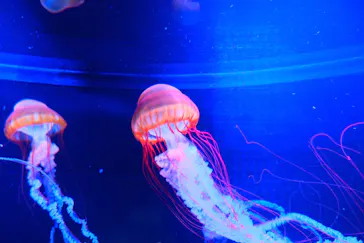 すみだ水族館に投稿された画像（2022/1/23）