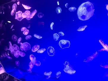 名古屋港水族館に投稿された画像（2022/1/23）