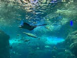 新江ノ島水族館に投稿された画像（2022/1/23）