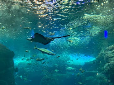 新江ノ島水族館に投稿された画像（2022/1/23）