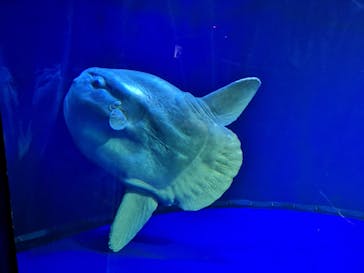 サンシャイン水族館に投稿された画像（2022/1/23）